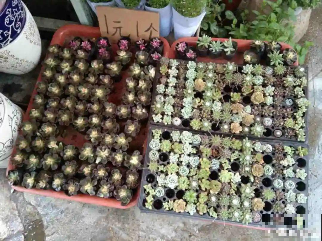 路边别人丢的大花盆，看着眼馋，好想捡回家