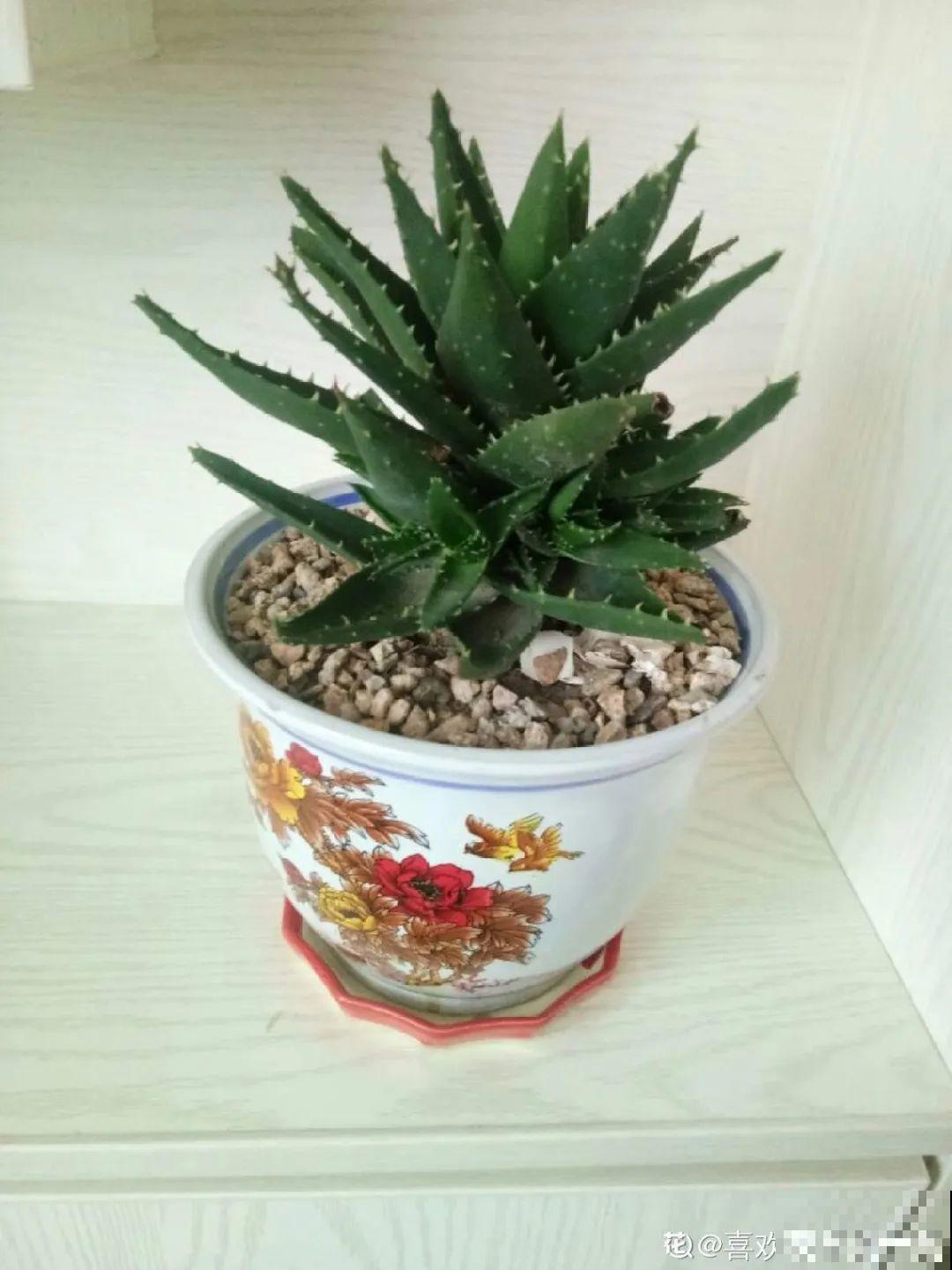 24种花,净化空气最厉害,绿萝竟然倒数! 24种花,净化空气最厉害,绿萝竟然倒数!