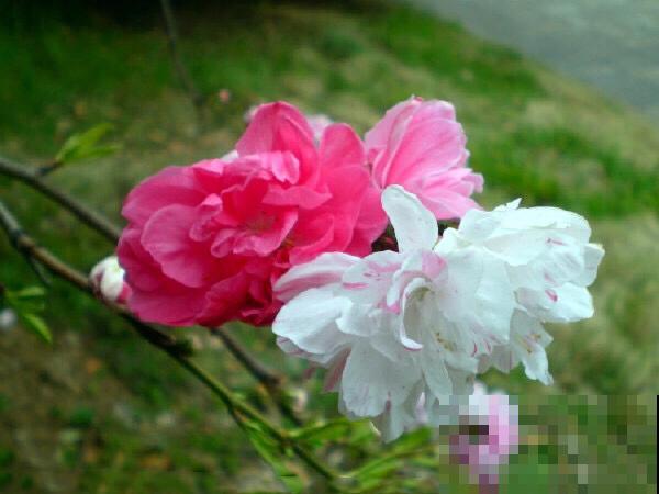 学会养护要点，碧桃花在家也能养，开花太美了！