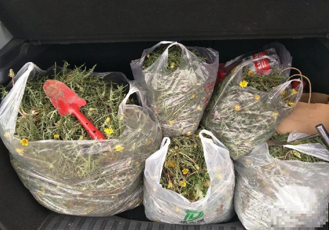 8种草是下火草药，农村最多，城市少见