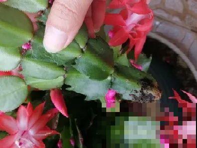 养护蟹爪兰,要注意8个要点,才能开出仙气飘飘花 养护蟹爪兰,要注意8个要点,才能开出仙气飘飘花