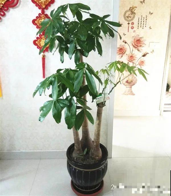 超级耐旱花，整个冬天不浇水，还能胖一圈！