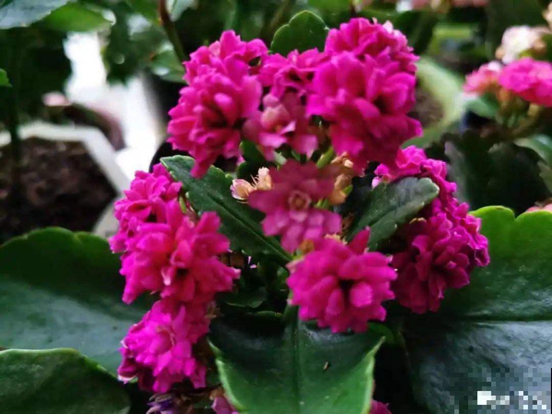 自制“增亮剂”，给花叶子擦一擦，亮的照人影