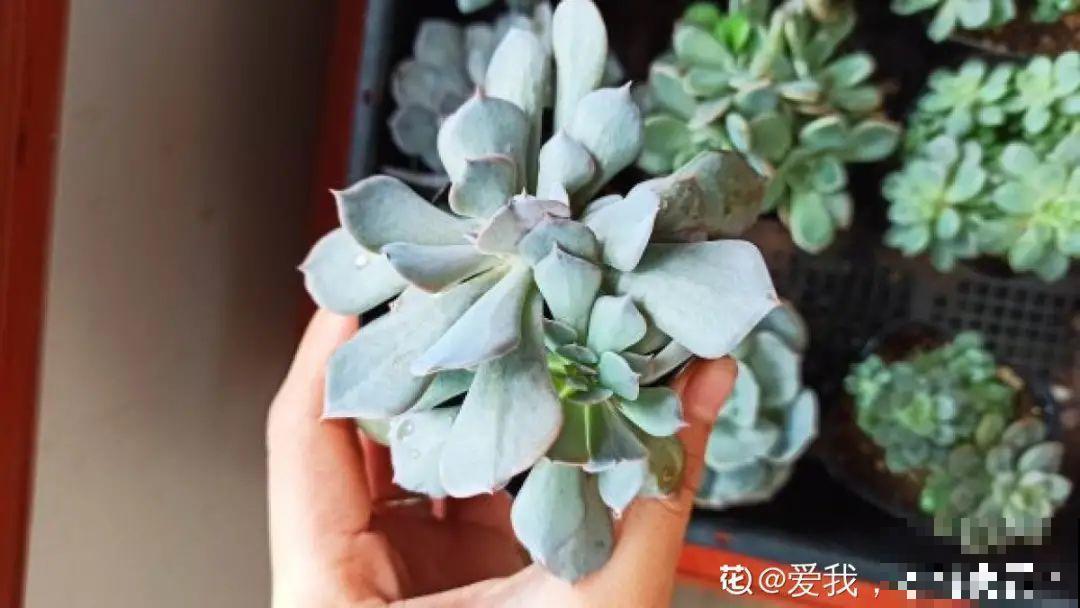 初春的多肉要撸叶子，重新扦插，能生好多盆