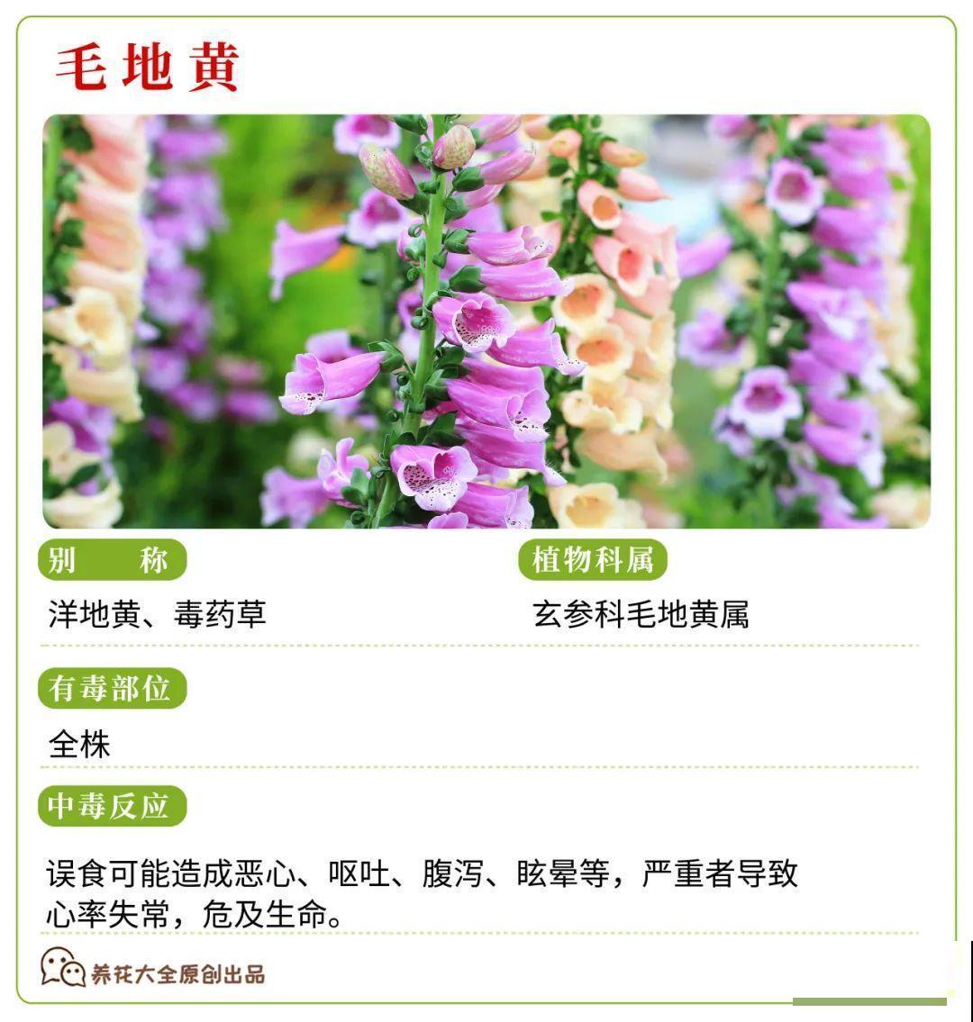 30种常见有毒花，很多人都在养，一定要小心养！