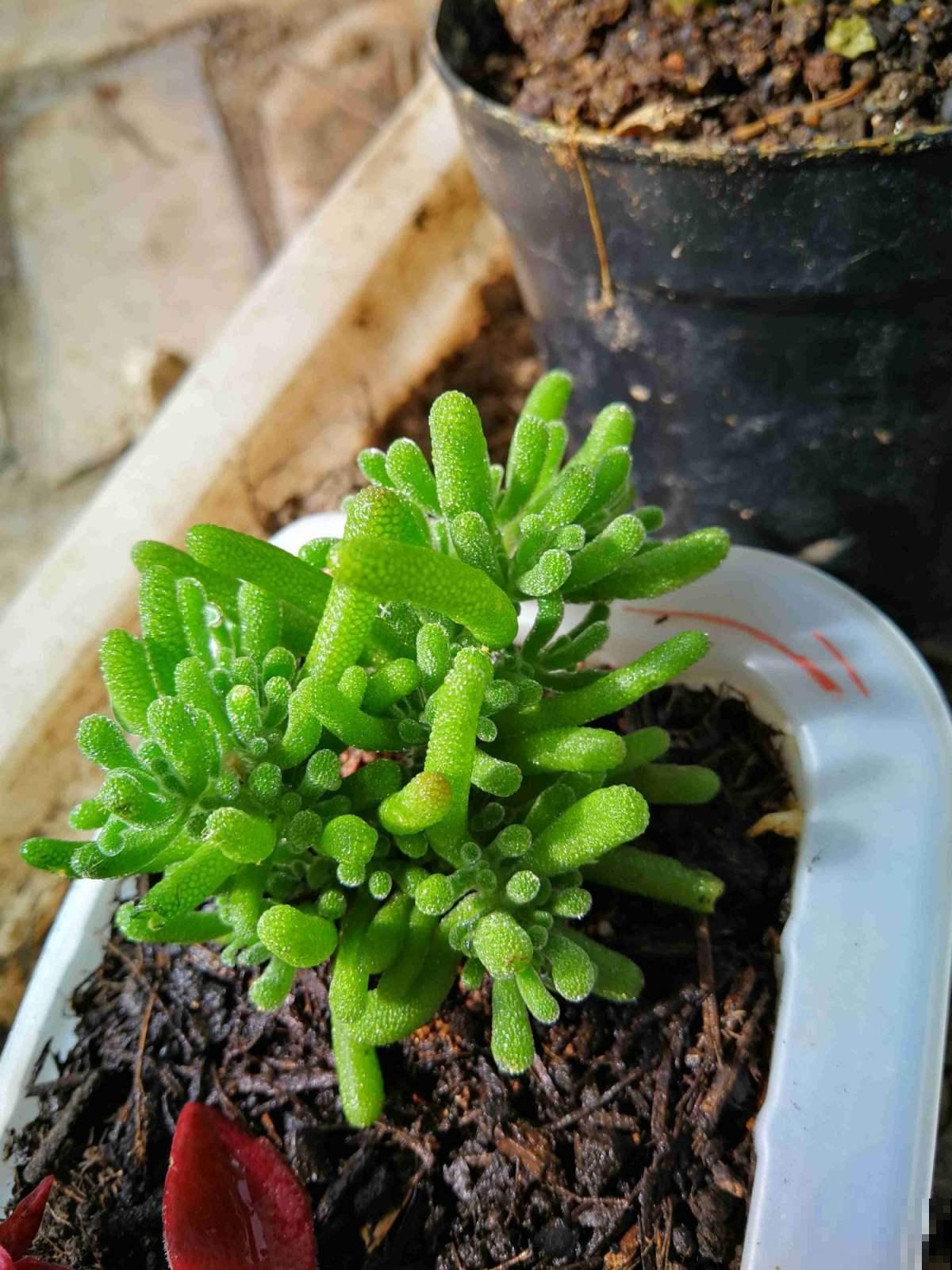 4种“徒神”多肉，太容易徒长，心累