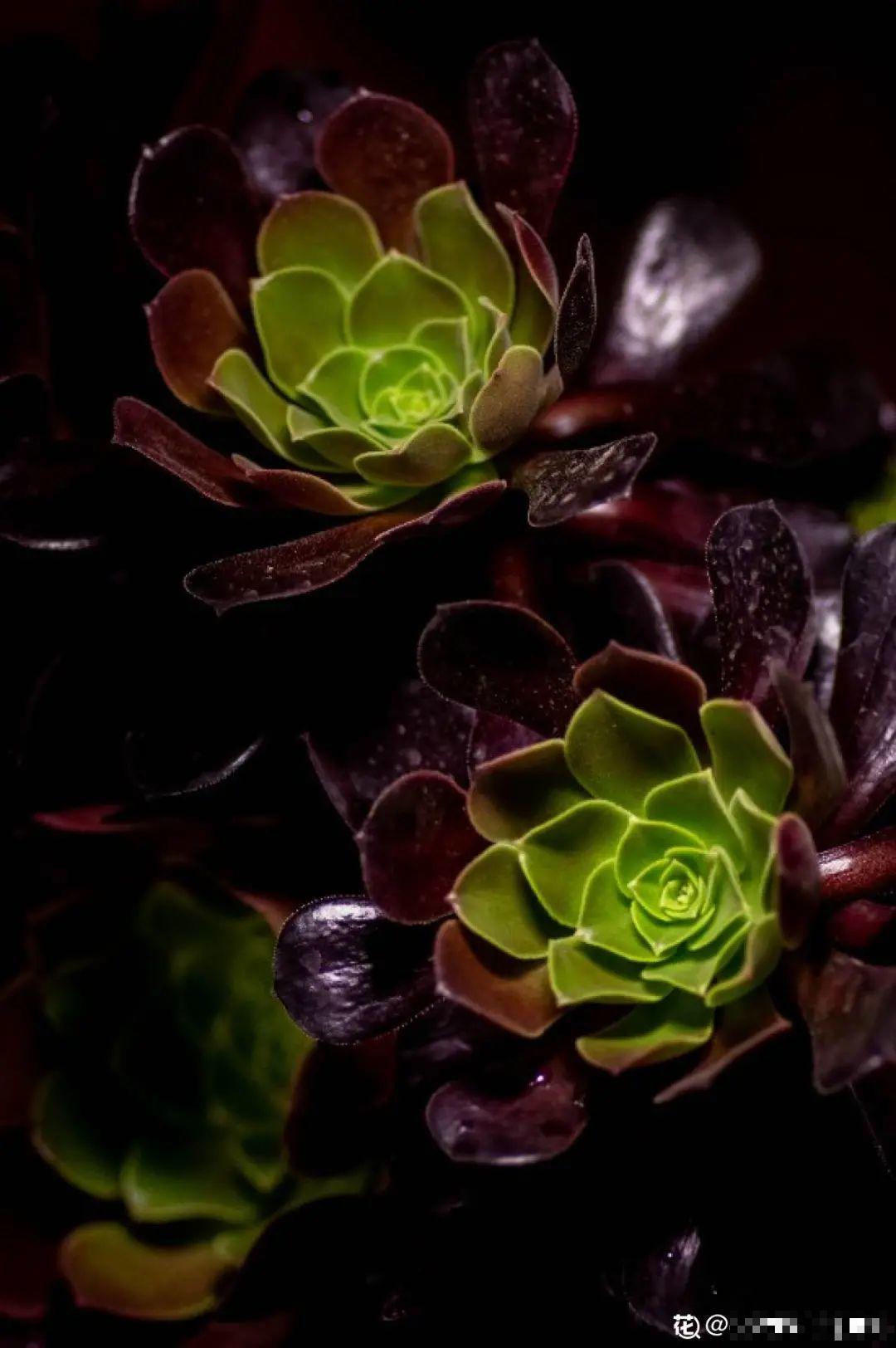 多肉一开花,颜值瞬间高八度,太美了! 多肉一开花,颜值瞬间高八度,太美了!