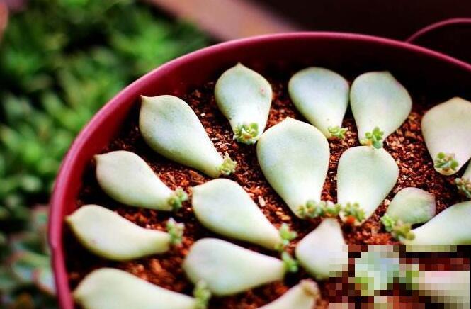 养多肉这样叶插！快速生根，轻松繁殖一大片！