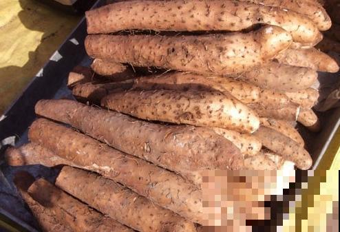 挑选山药不能光看大小,这4个要点很重要,记住就能挑到好山药 挑选山药不能光看大小,这4个要点很重要,记住就能挑到好山药