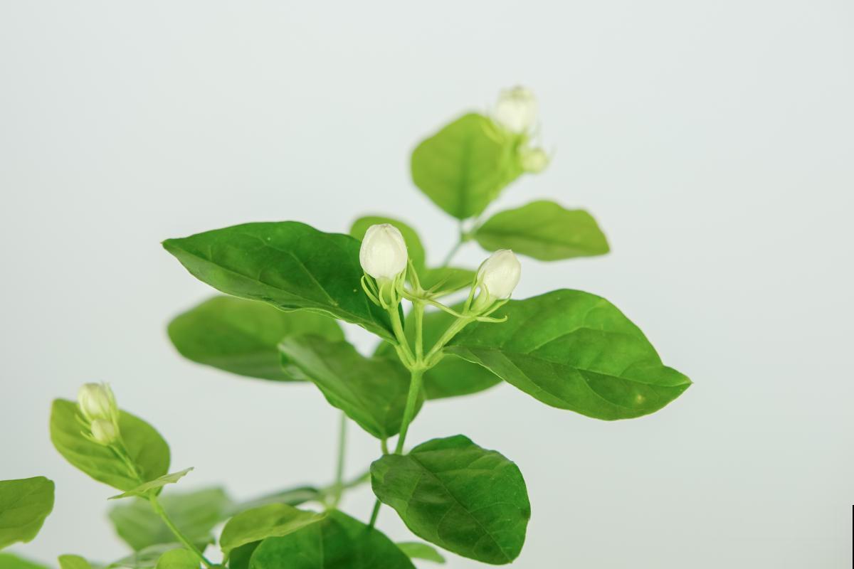 茶叶水能不能用来浇花？只有掌握好方法，才能变废为宝！