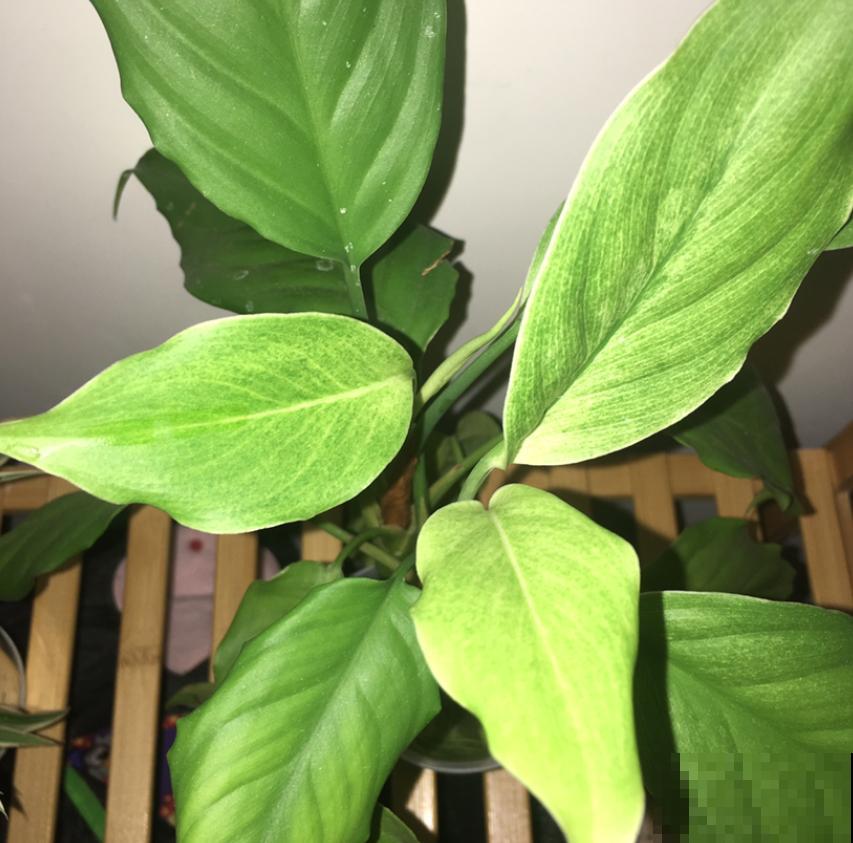 家里的蟑螂太烦人？养上几盆花，“大强”躲得远远的！