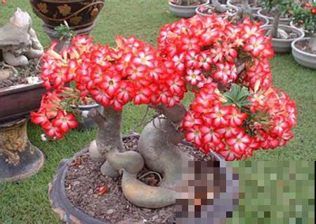 冬天养沙漠玫瑰?4件事千万别干,才能平安度过寒冬! 冬天养沙漠玫瑰?4件事千万别干,才能平安度过寒冬!