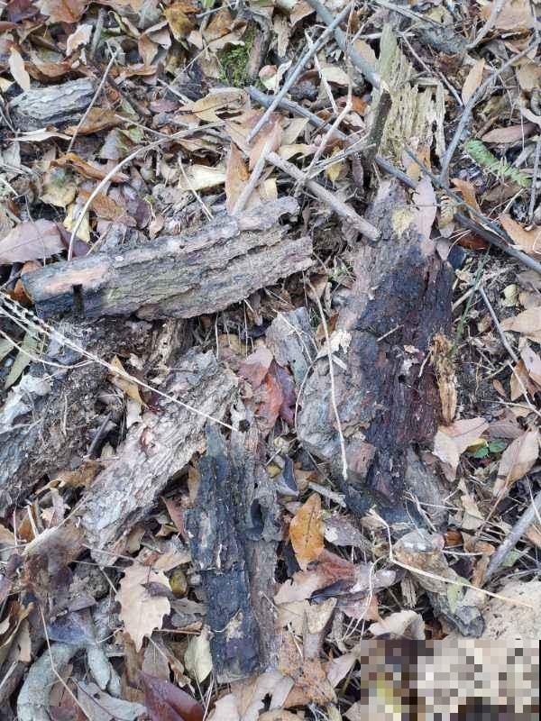 松树全身都能养花，野外挖点松针，沤土俩月就能用