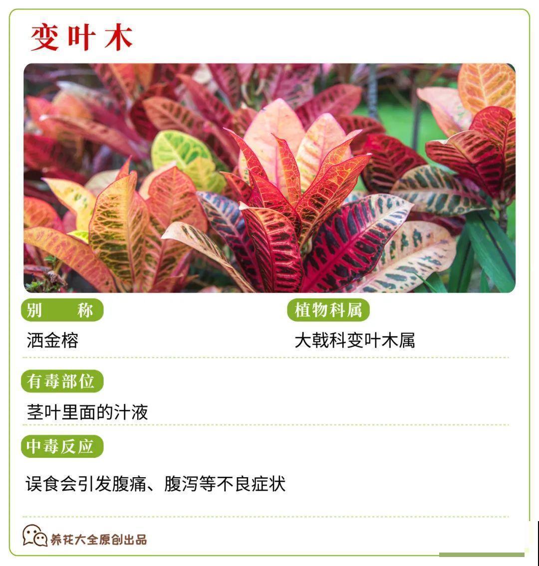 30种常见有毒花，很多人都在养，一定要小心养！