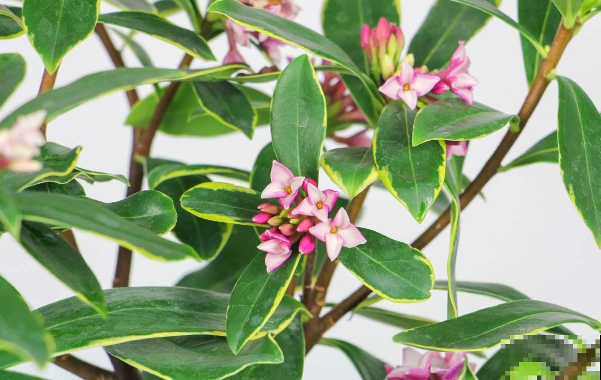 24种花，对应24节气，一年到头有花看（下篇）