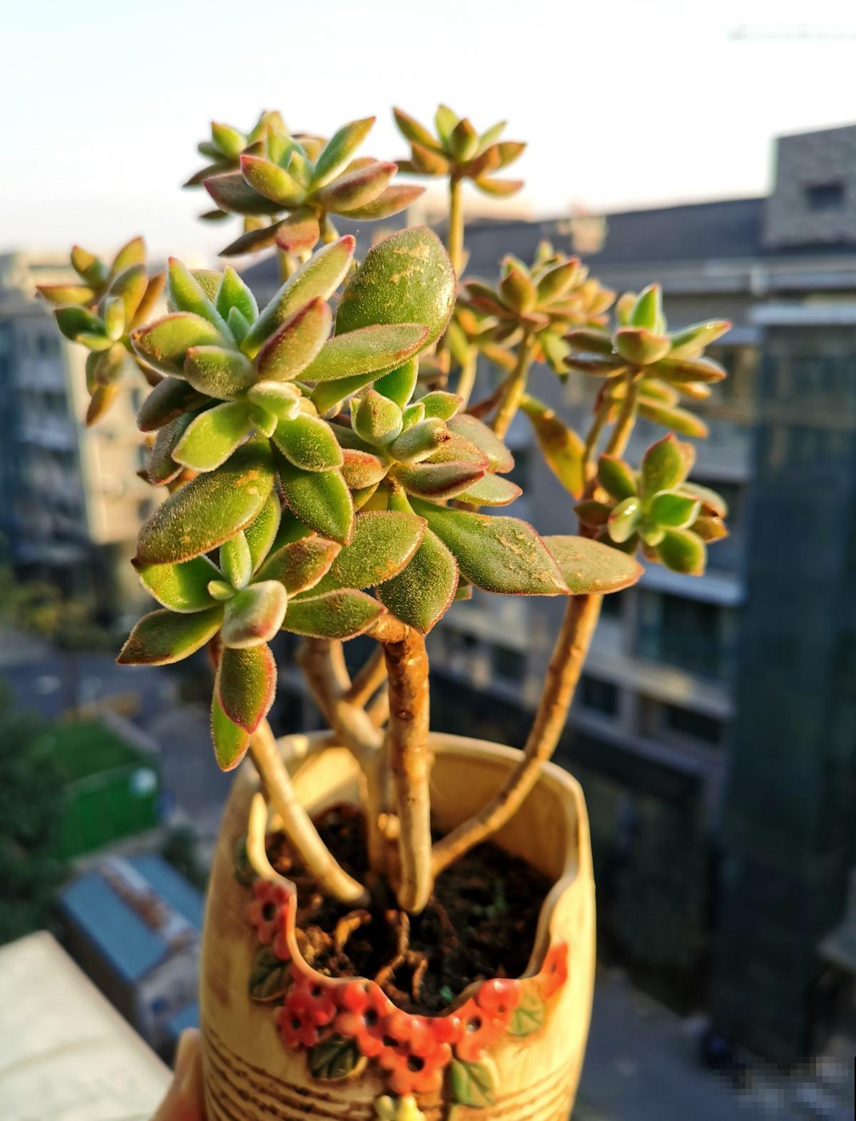 现在这个季节扦插多肉，只要温度合适，反而冬天长更快