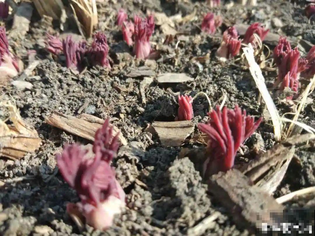 家里有这9种花,一定要冻一个月,才能开花更好看 家里有这9种花,一定要冻一个月,才能开花更好看