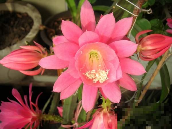 不会养令箭荷花?掌握3个小技巧,花朵又大又鲜艳! 不会养令箭荷花?掌握3个小技巧,花朵又大又鲜艳!