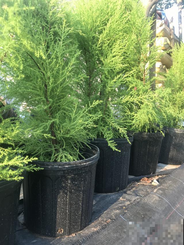 高颜值的香松，家里养上一盆，助眠效果超级好！