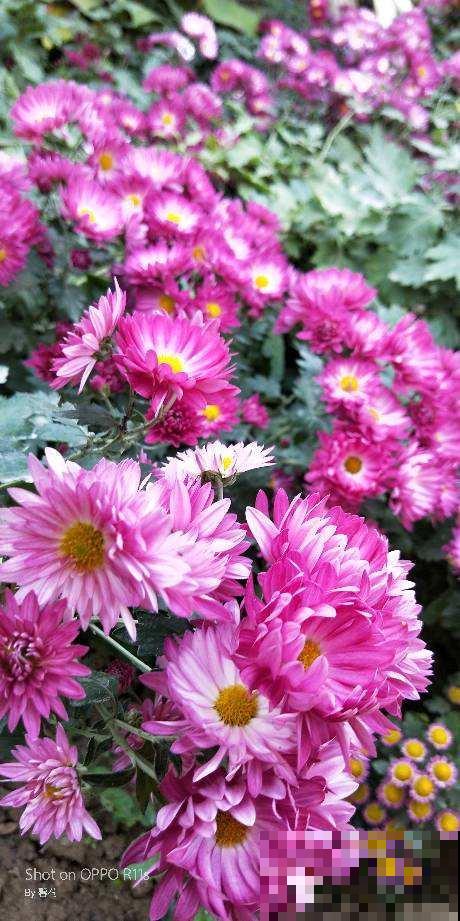 养花把控好温度是关键,了解了这些,才能轻松养好花! 养花把控好温度是关键,了解了这些,才能轻松养好花!