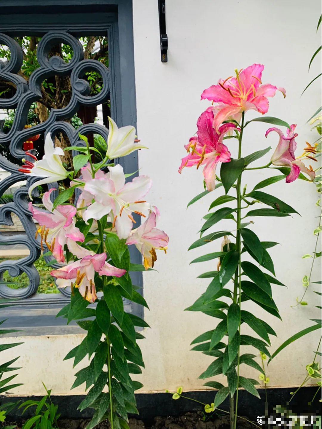 梦想有个院子，养花弄草，过舒心日子！