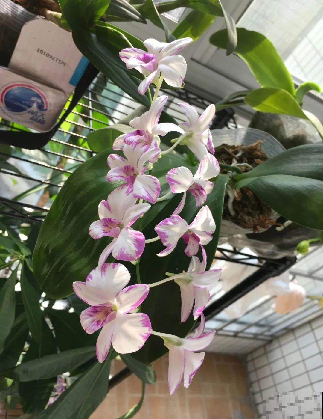 石斛花这么养，不黄叶不烂根，轻松养成“小瀑布”！