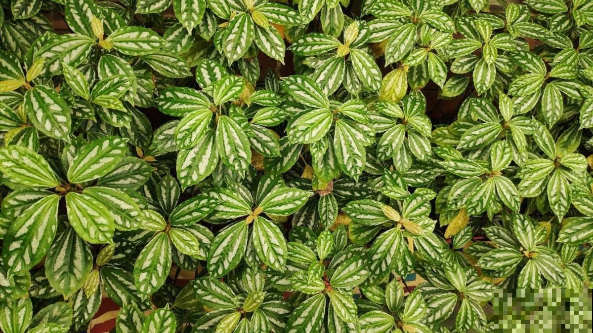 冷水花叶子像幅画,养在家里生机勃勃,四季常青 冷水花叶子像幅画,养在家里生机勃勃,四季常青