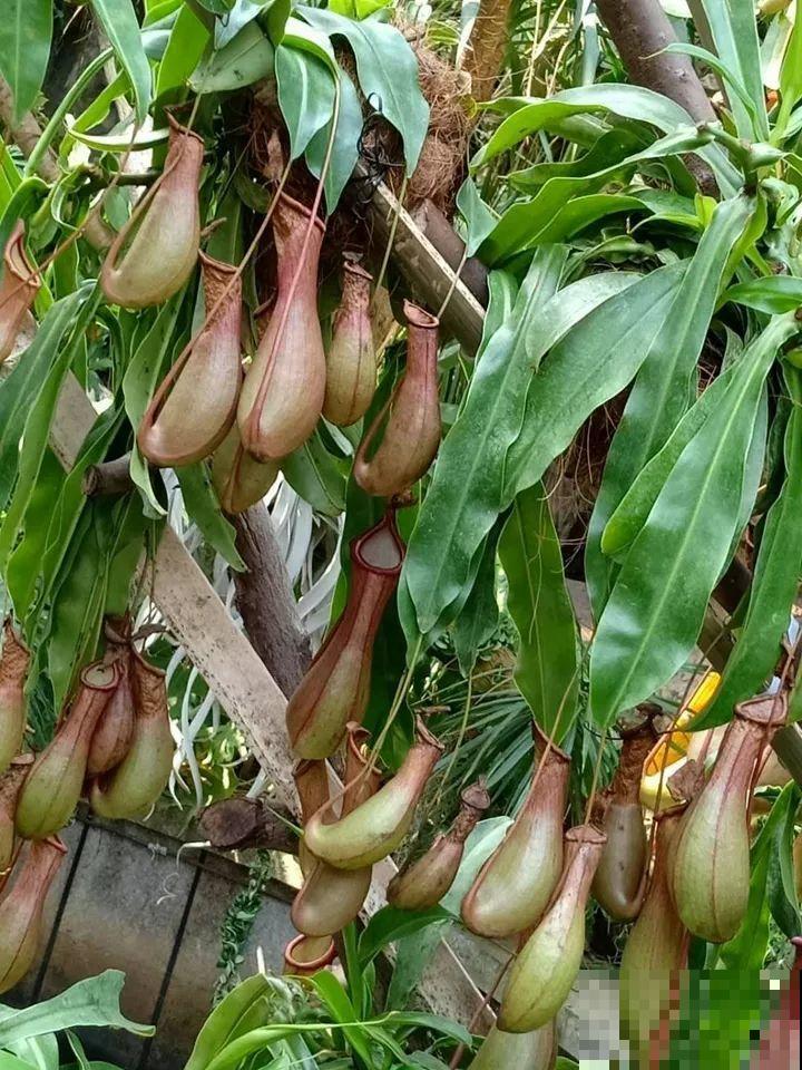 有一种花耐阴又好养,还能吃虫子,太实用了! 有一种花耐阴又好养,还能吃虫子,太实用了!