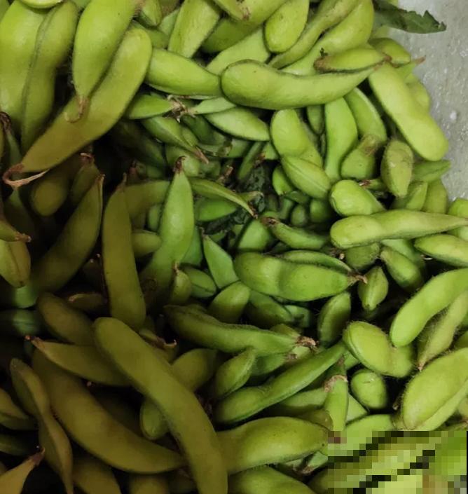 还去烧烤摊吃毛豆?自己阳台种几盆,煮一煮老香了! 还去烧烤摊吃毛豆?自己阳台种几盆,煮一煮老香了!