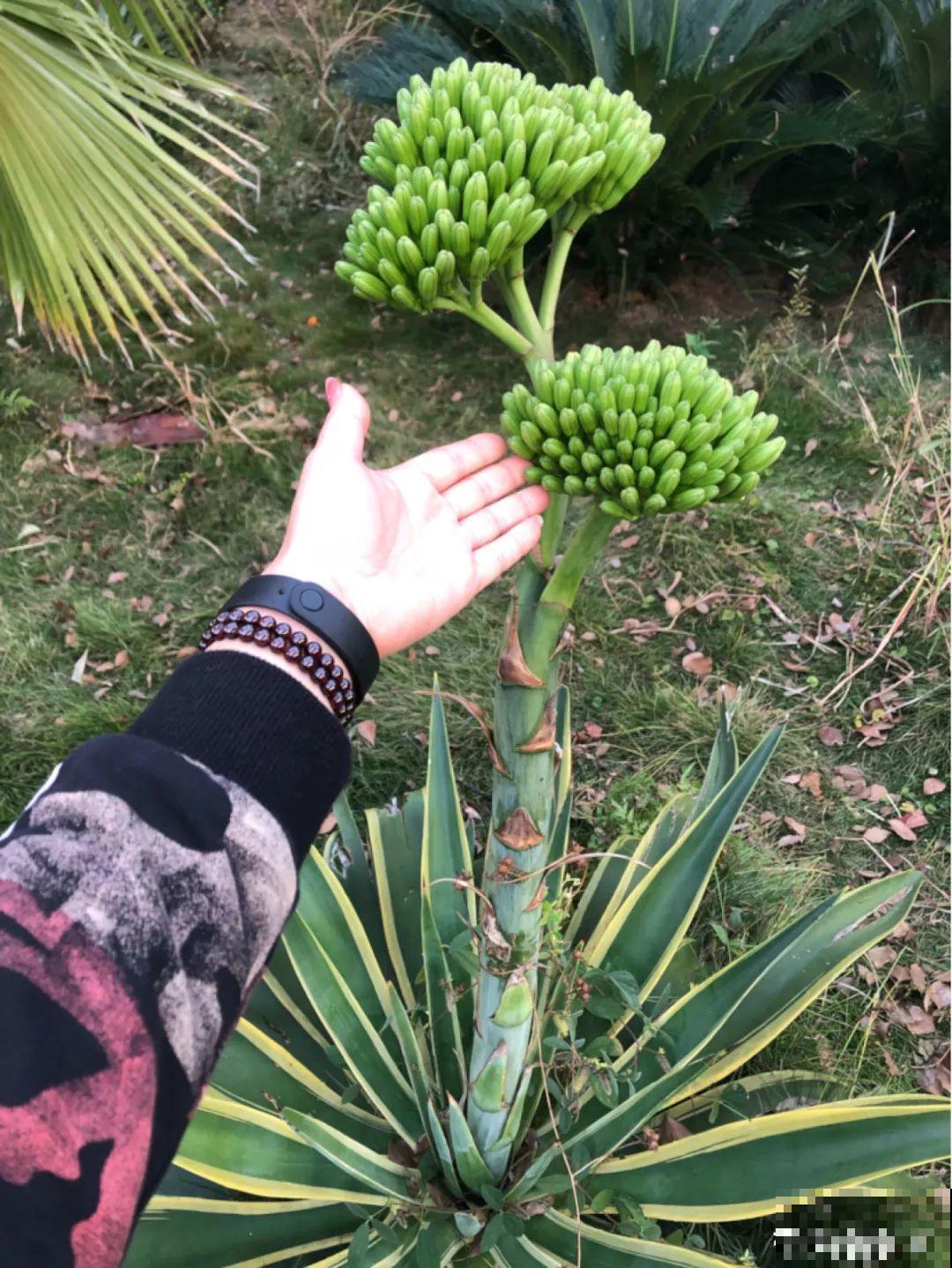 5种花就是一次性，开完花就扔，别浪费时间！