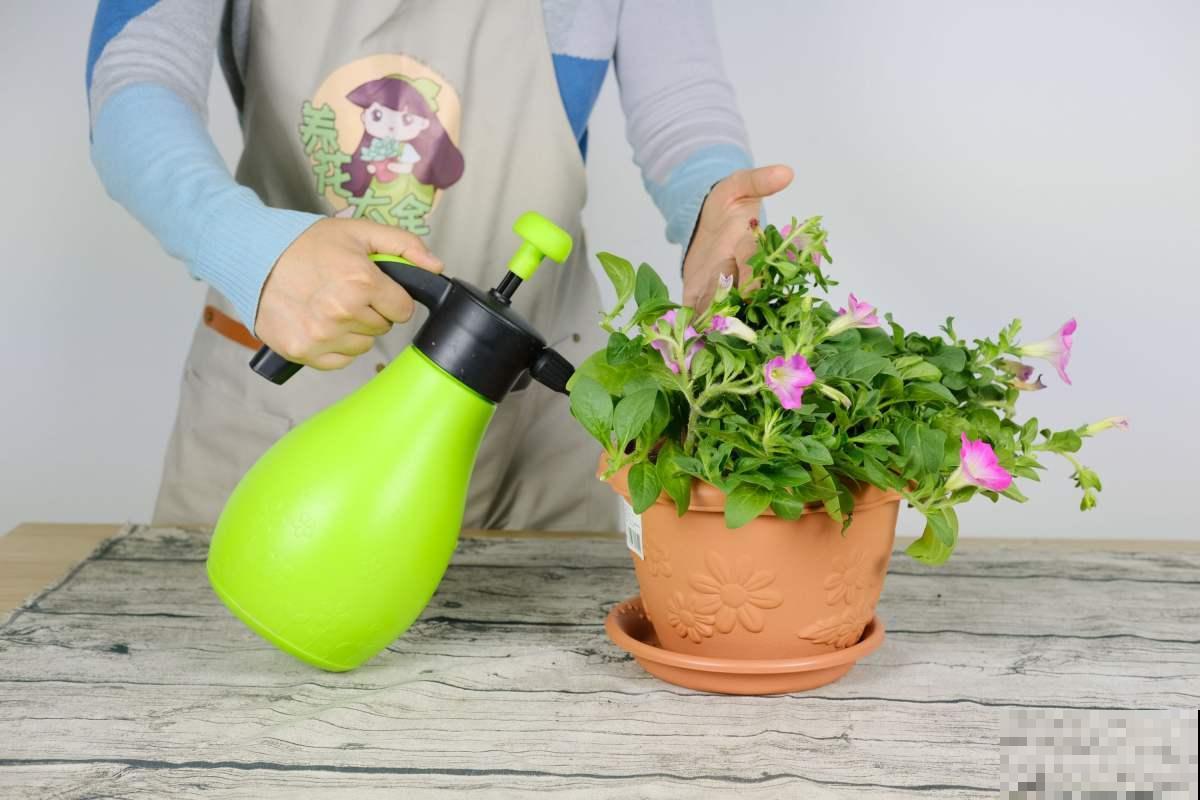 想要养好矮牵牛，这些要点必须掌握，轻松爆成“大花球”