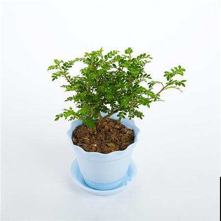 清香木真的很“清香”,家里养一盆,根本不用买香薰! 清香木真的很“清香”,家里养一盆,根本不用买香薰!