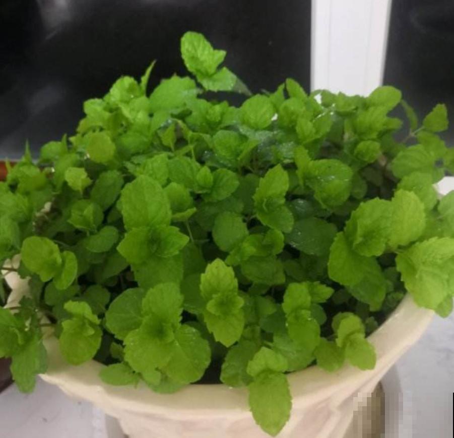 为啥孩子不爱学？房间里放一个它，效率嗖嗖上升！