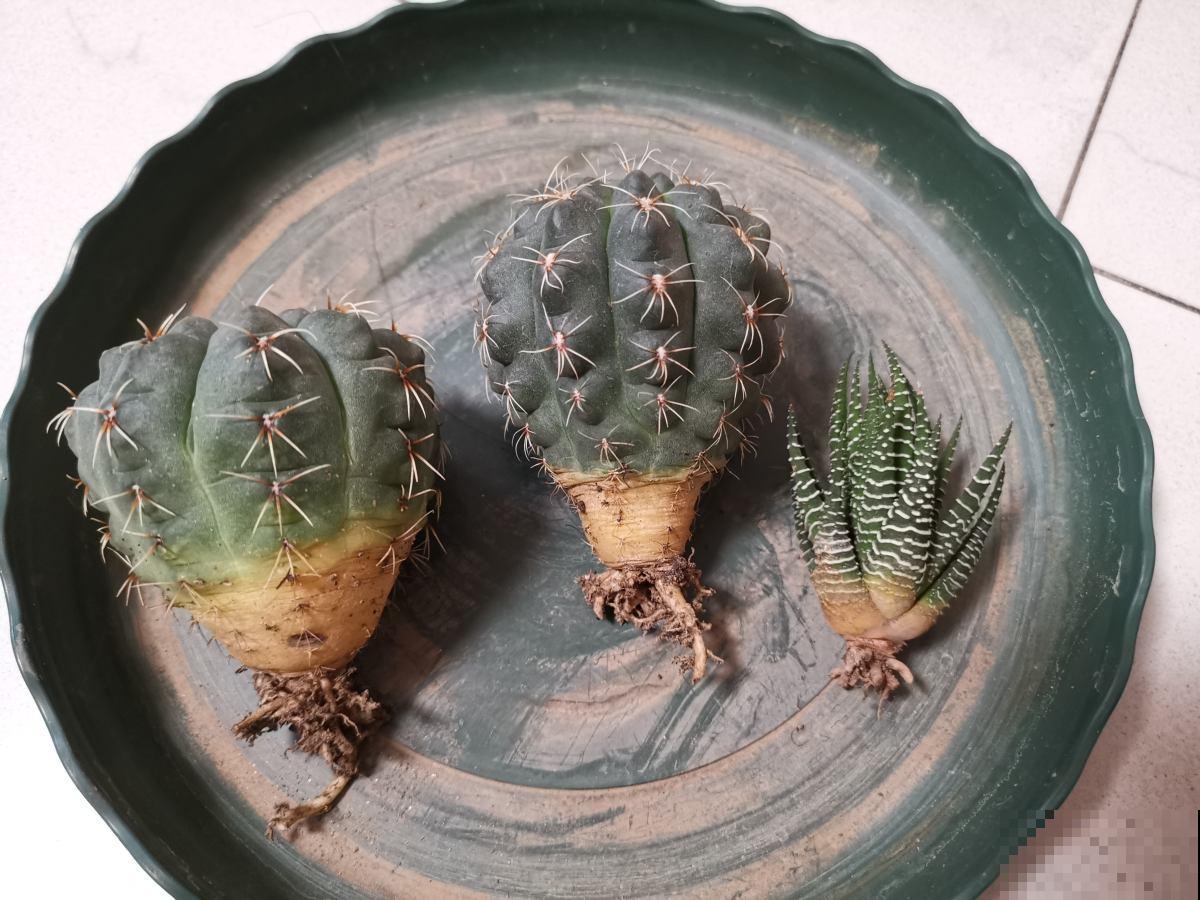 刚买的多肉，根部剪一刀，才能越长越旺盛