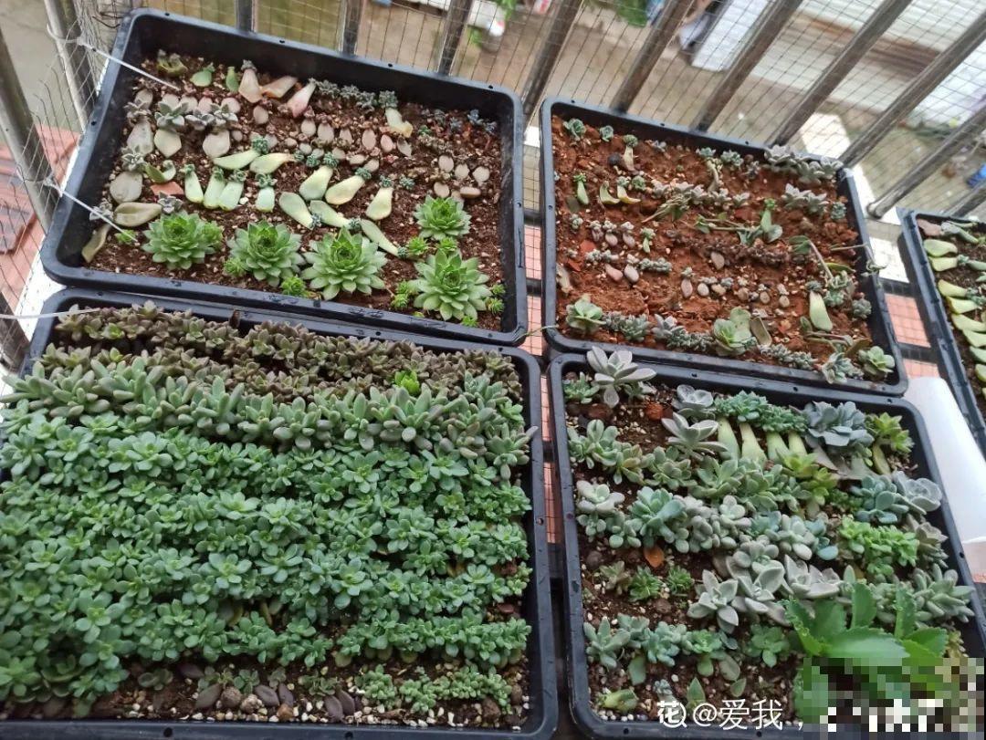 初春的多肉要撸叶子，重新扦插，能生好多盆