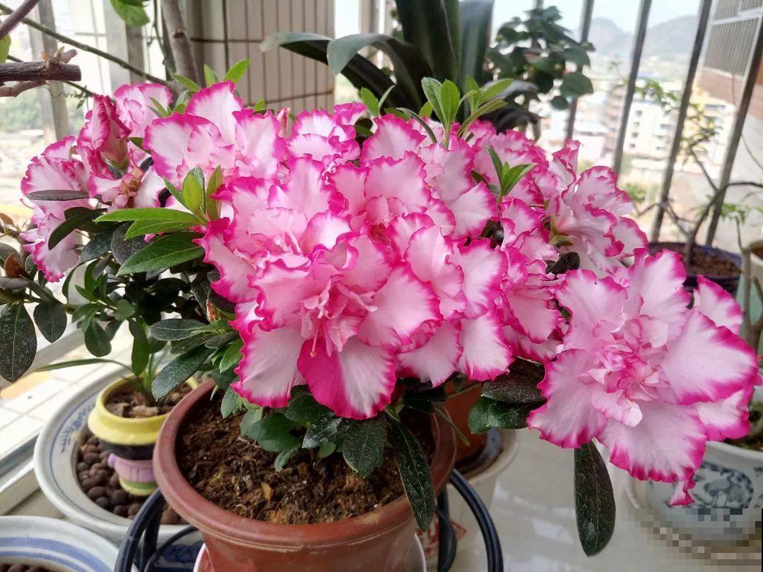 “短命”年宵花，买一盆枯一盆，太心疼