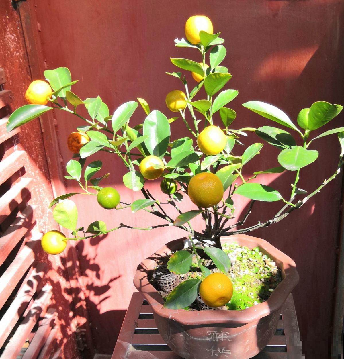 3套新手养花组合，简单好养开花颜值高，超适合新手花友