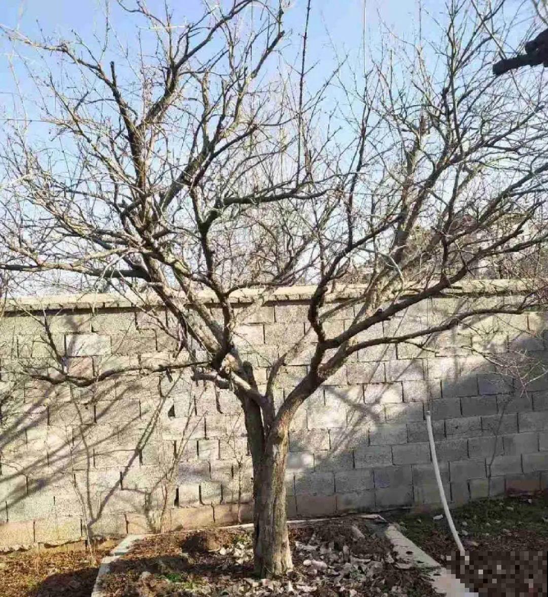 冬剪开始了，月季看见这种枝，就要赶紧剪！