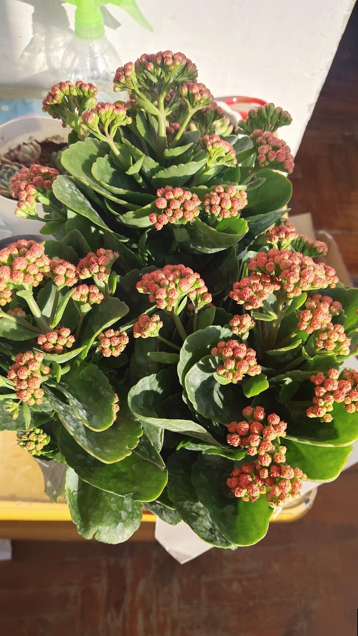 家里的老人爱养花，就养这6种，陶冶情操还锻炼身体