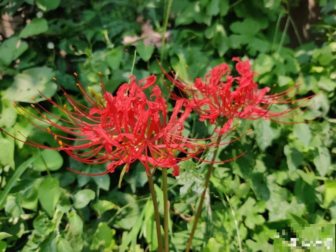 民间十大不吉利花，到底是哪流传来的