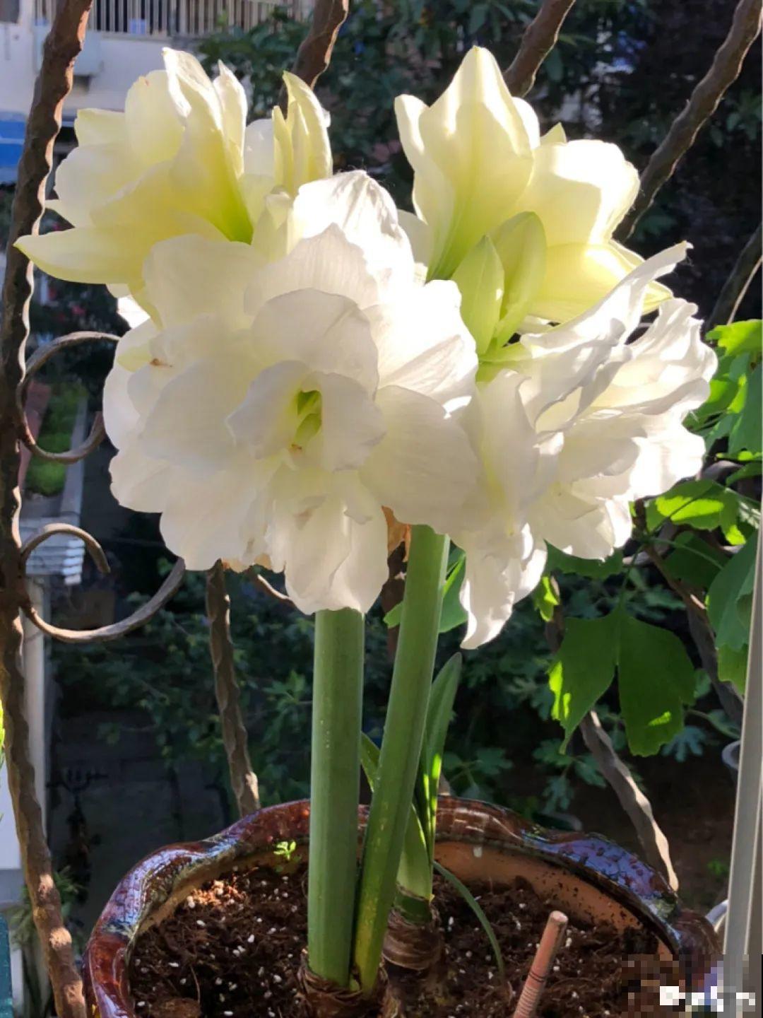 朱顶红埋土里，如何能年年开花，球变大、变多？