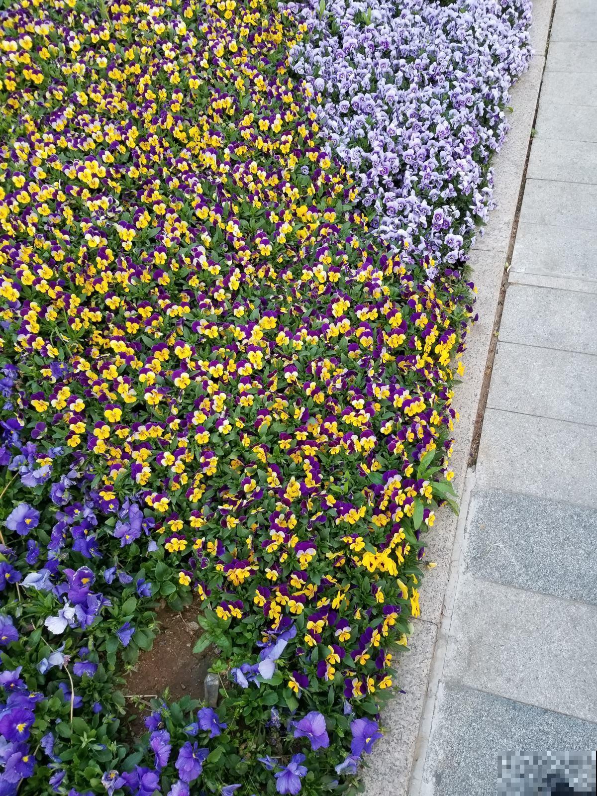 开花美过蝴蝶的角堇，冬天也不要错过，轻松开满盆！