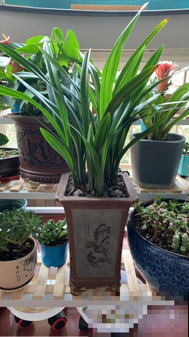 养花的8个小习惯，一定要改掉，不然花只剩空盆