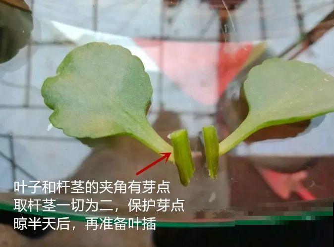 “过年花”开完，还能分10盆，每年都开花