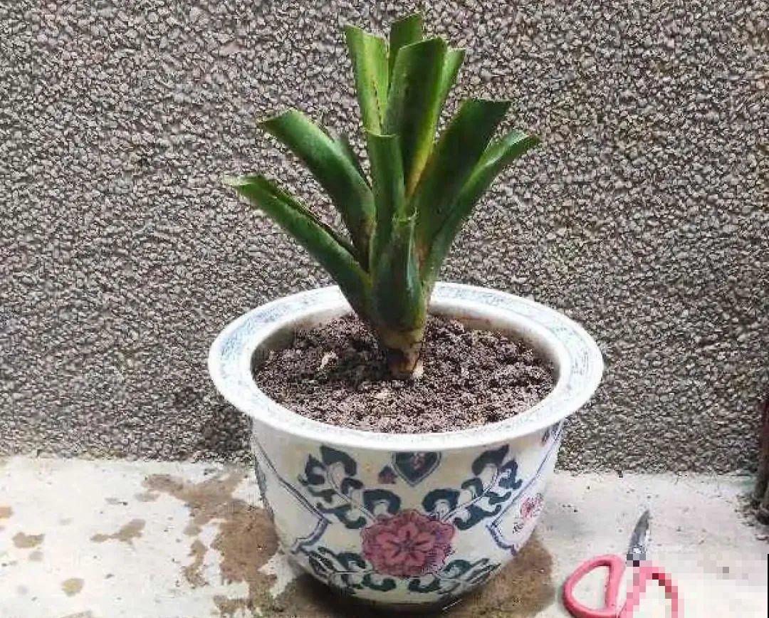 管住手！这几样事少做，花才能安稳过冬！