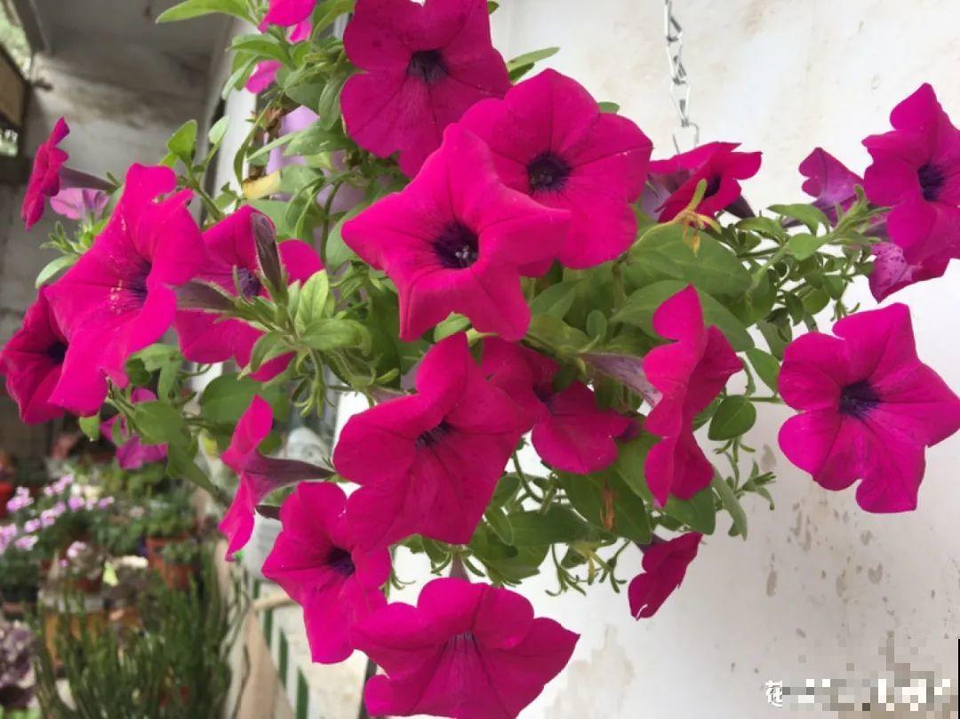 买花种子总是不对版,记住这些种子,少上当! 买花种子总是不对版,记住这些种子,少上当!