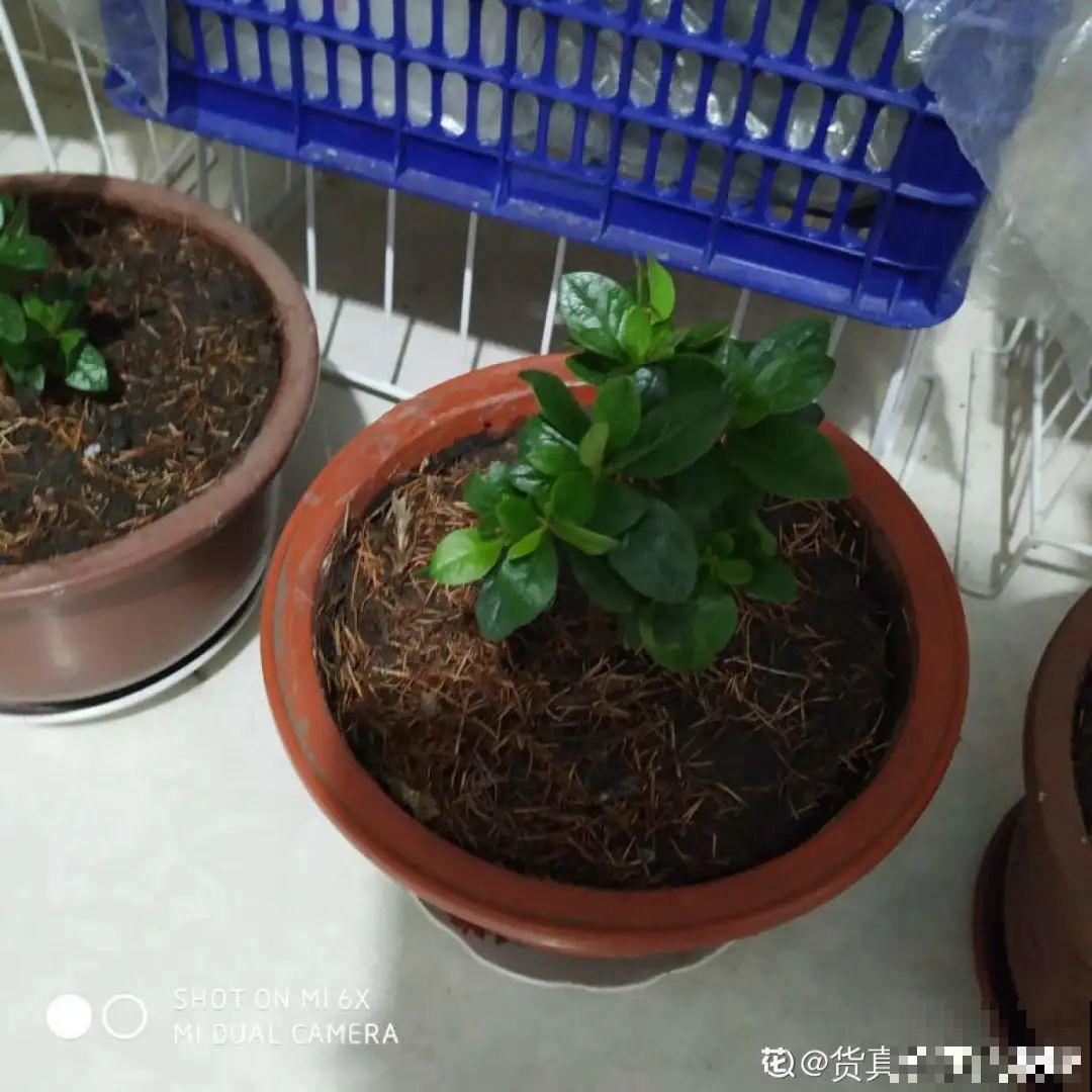 现在扦插超好活，剪根枝，捂3天，冒出狗牙根！