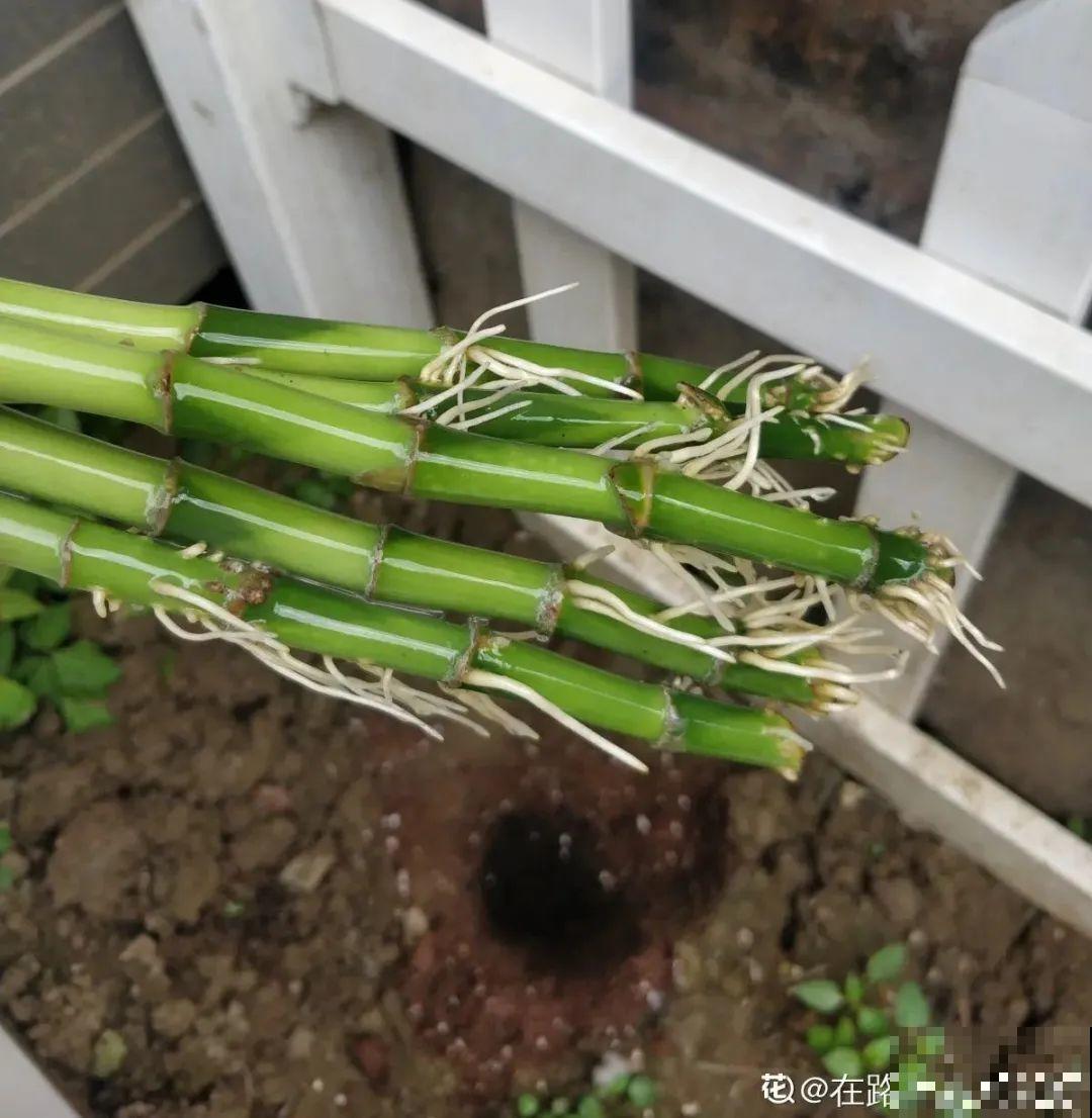 8种难养的花，脱土脱盆泡水里，越浇水长得越旺！