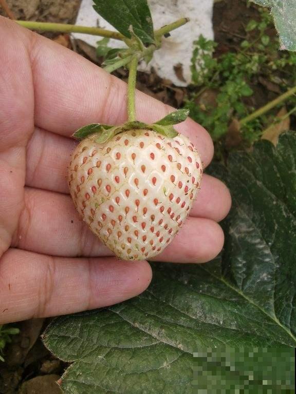 草莓50块钱一斤,不如自己在家种盆栽,想吃多少摘多少 草莓50块钱一斤,不如自己在家种盆栽,想吃多少摘多少