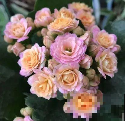 长寿花超全大养护，养爆盆的秘密，全在这里！